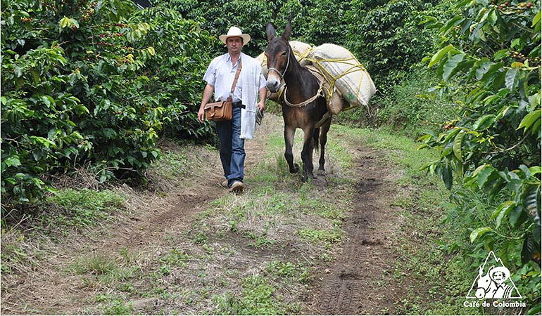 COLOMBIA – HỨNG KHỞI CỦA CÀ PHÊ ĐẶC BIỆT – Phần 2