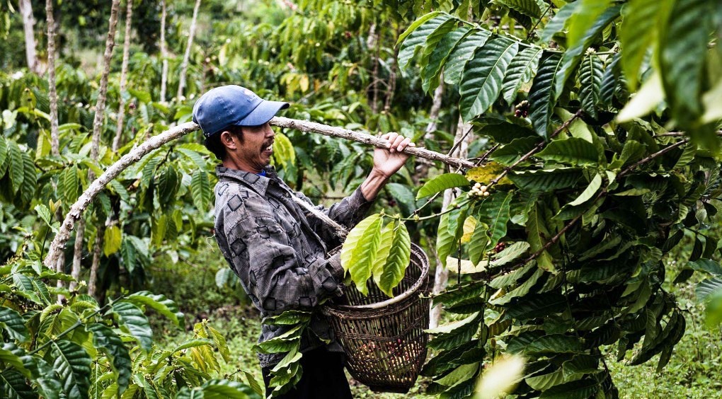 SUMATRA-INDONESIA – TRỨ DANH MỘT VÙNG – Phần 1
