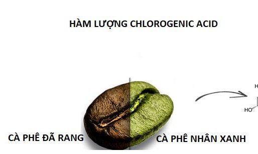 AXIT CHLOROGENIC (CGA) CÓ TRONG CÀ PHÊ