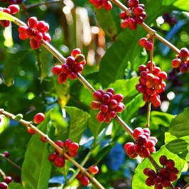 CÀ PHÊ GEISHA HAY CÀ PHÊ GESHA – SỰ TÍCH VƯỢT THỜI GIAN