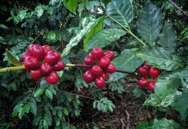 ( Phần 1) Các giống cà phê: Một khóa học cấp tốc về Gesha và Bourbon