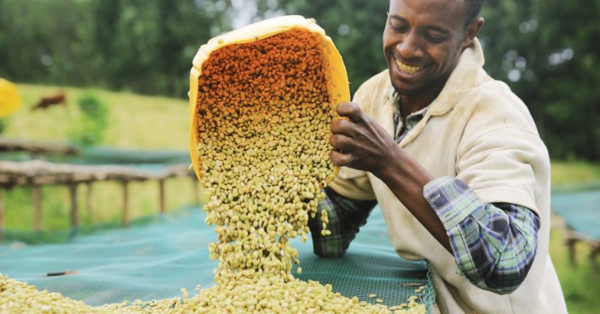 (Phần 3 ) Đất nước Kenya – Cà phê độc nhất từ chuyến hành trình diệu kì