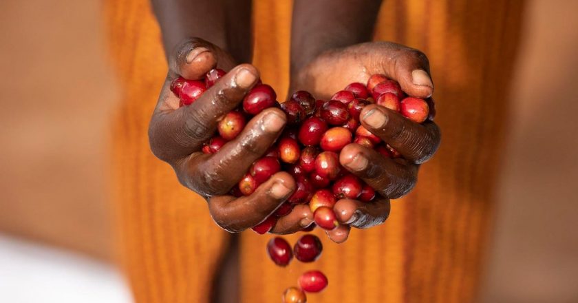 ( Phần 2) Cuộc cách mạng của hạt cà phê từ đất nước Rwanda