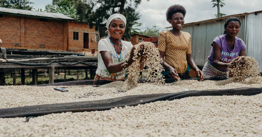 ( Phần 3) Cuộc cách mạng của hạt cà phê từ đất nước Rwanda