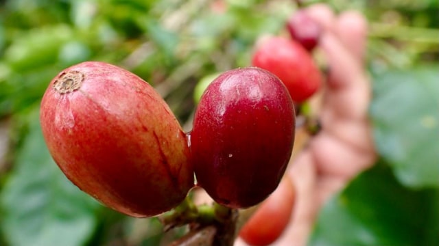 (Phần 3) Đất nước Indonesia – Vùng đất vàng cà phê Châu Á