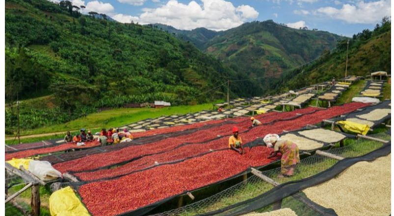 ( Phần 1) Cuộc cách mạng của hạt cà phê từ đất nước Rwanda