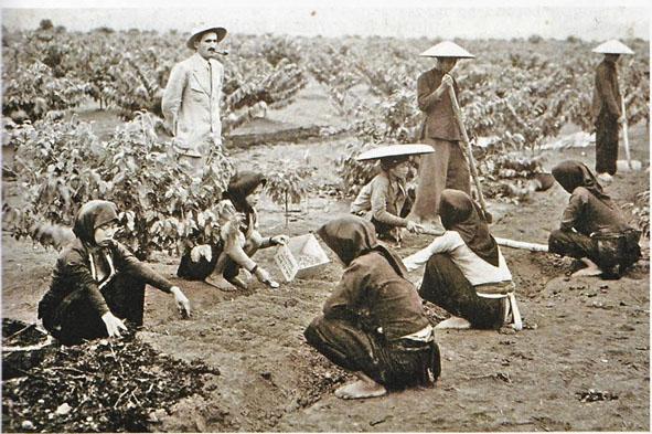 (Phần 1) Việt Nam – Vùng đất vàng cà phê Châu Á