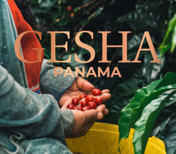 Gesha Panama – (Phần 1) Vùng Đất Tạo Nên Những Hạt Cà Phê Thượng Hạng Và Sự Ra Đời Của Giống Gesha