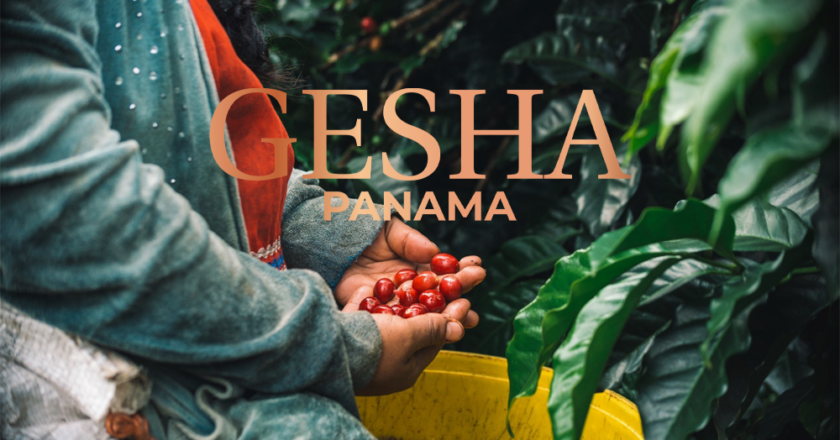 Gesha Panama – (Phần 1) Vùng Đất Tạo Nên Những Hạt Cà Phê Thượng Hạng Và Sự Ra Đời Của Giống Gesha