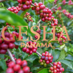 Gesha Panama – (Phần 2) Con Đường Trở Thành Giống Cà Phê Thượng Hạng
