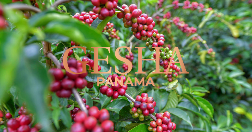 Gesha Panama – (Phần 2) Con Đường Trở Thành Giống Cà Phê Thượng Hạng