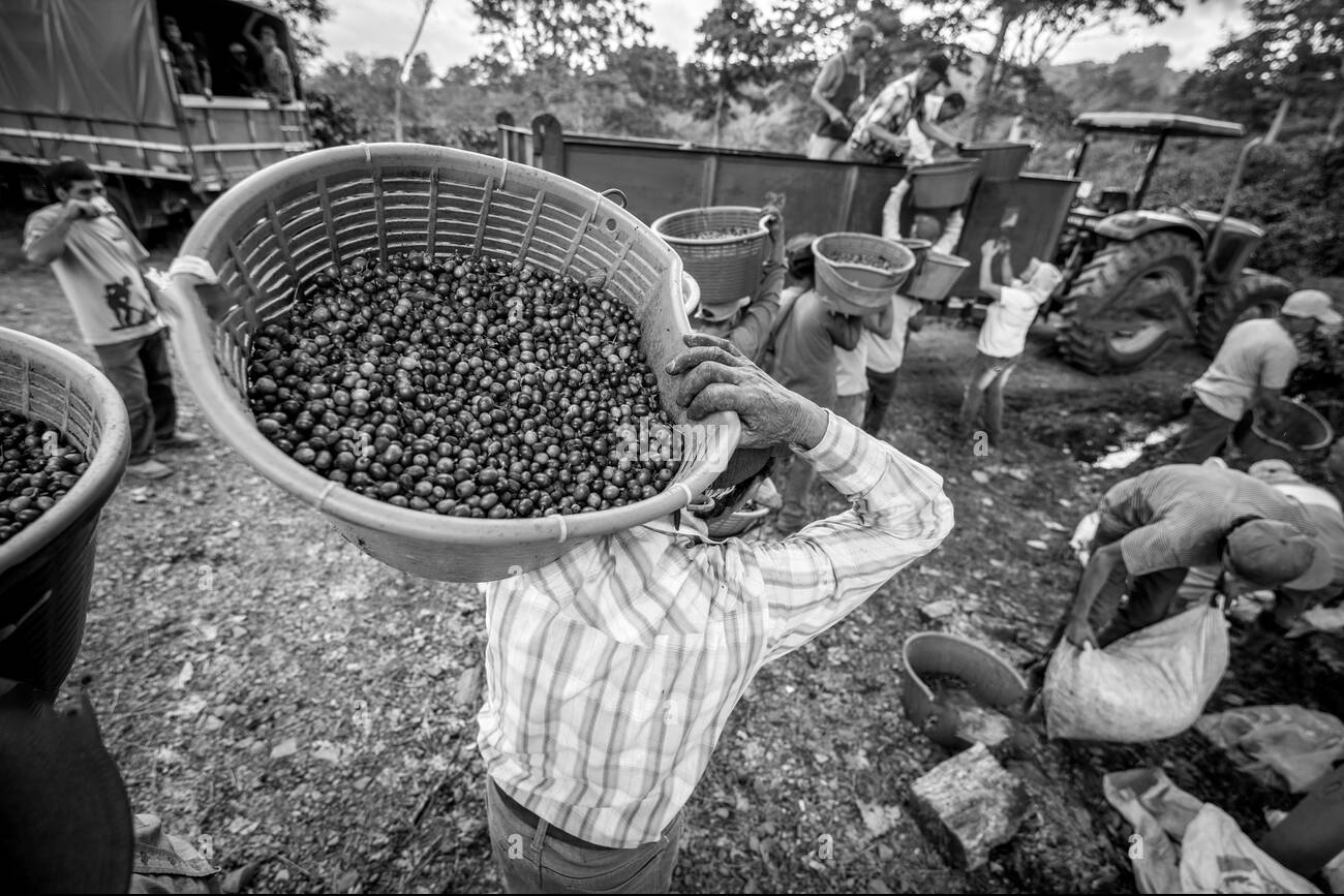 coffee-workers-transporting-coffee-cherries-on-a-coffee-farm-in-aquires-HRRTY9