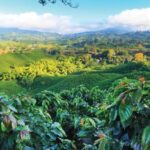 Cà phê Blagu Hạt Đã Rang Nicaragua – Hương vị độc đáo của cà phê Trung Mỹ