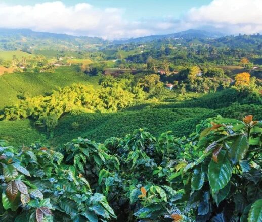 Cà phê Blagu Hạt Đã Rang Nicaragua – Hương vị độc đáo của cà phê Trung Mỹ