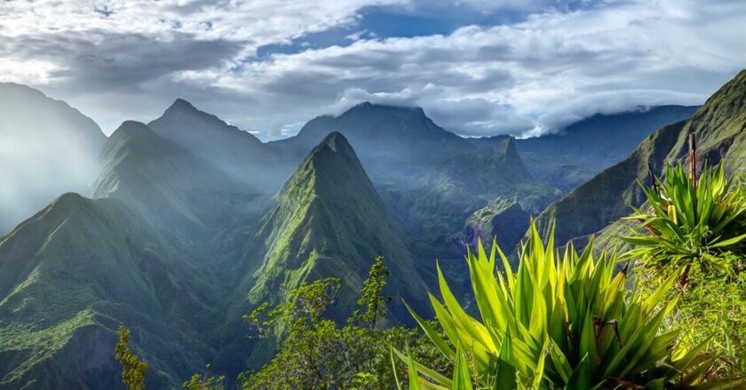 Khám phá Giống Bourbon – Một Biểu Tượng Cà phê Thế giới