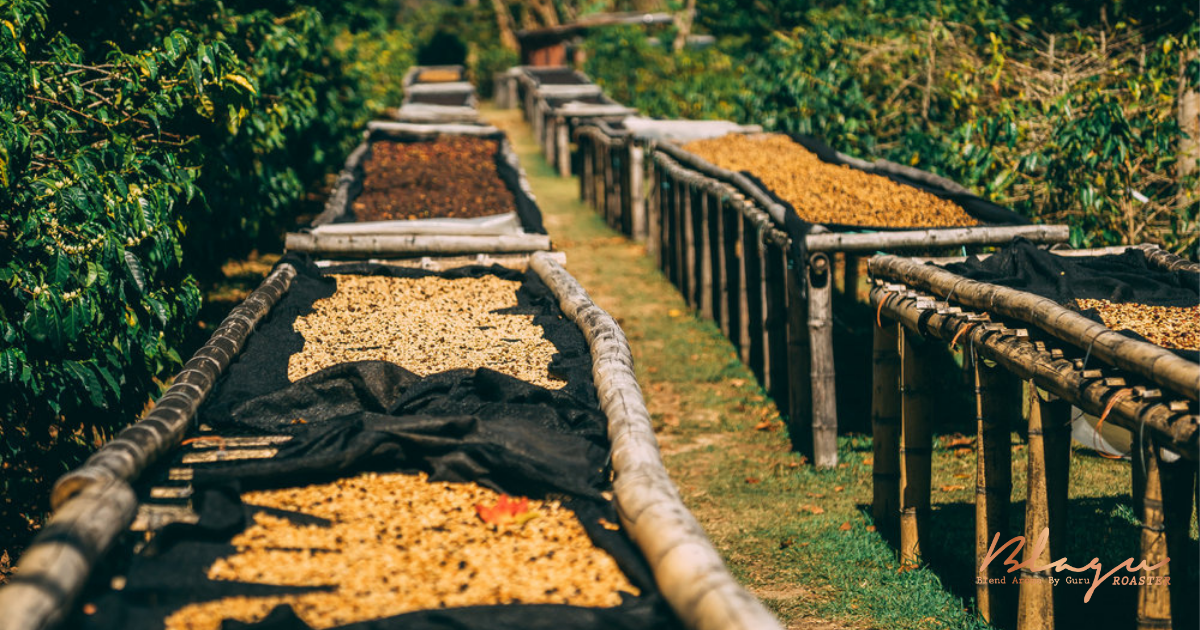 Cà phê Panama Bouquete