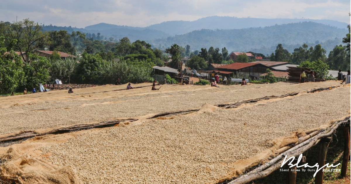 Quy trình thu hoạch và sơ chế cà phê Ethiopia Yirgacheffe