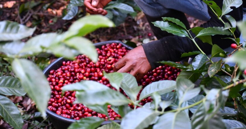 Gesha Panama- Khám phá giống cà phê đắt đỏ hàng đầu thế giới