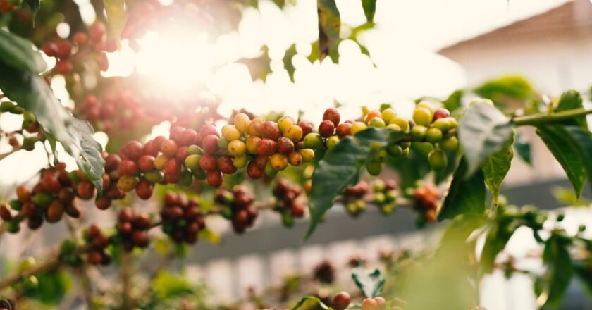 Xuất xứ, nguồn gốc hạt cà phê vùng Guatemala