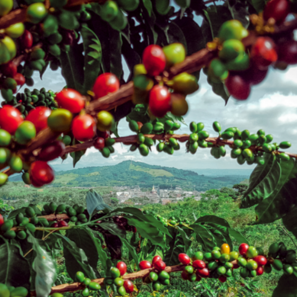 Cà phê Papua New Guinea: vùng trồng, lịch sử và hương vị