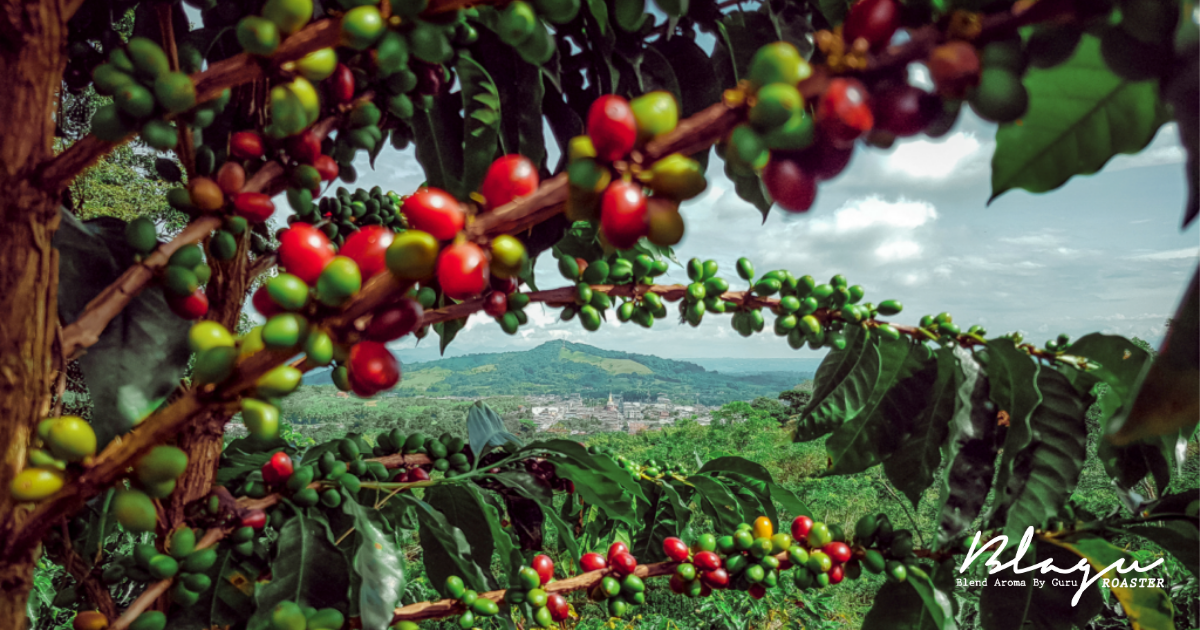 Quả cà phê Papua New Guinea trên cây