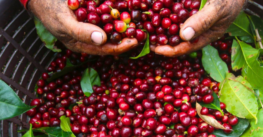 Cà phê Costa Rica: lịch sử, 8 vùng trồng và hương vị