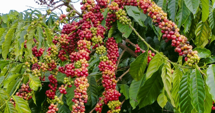 Cách tính giá cà phê Arabica New York và Robusta London sang USD/tấn và VNĐ/Kg