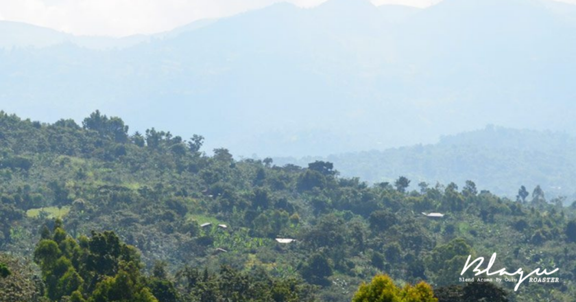 Khám phá Ethiopia Sidamo – Sự hòa quyện của hương vị trái cây