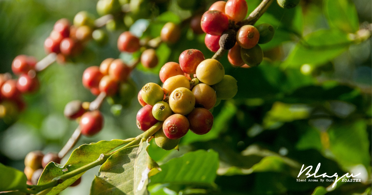 Hạt cà phê Arabica Cầu Đất
