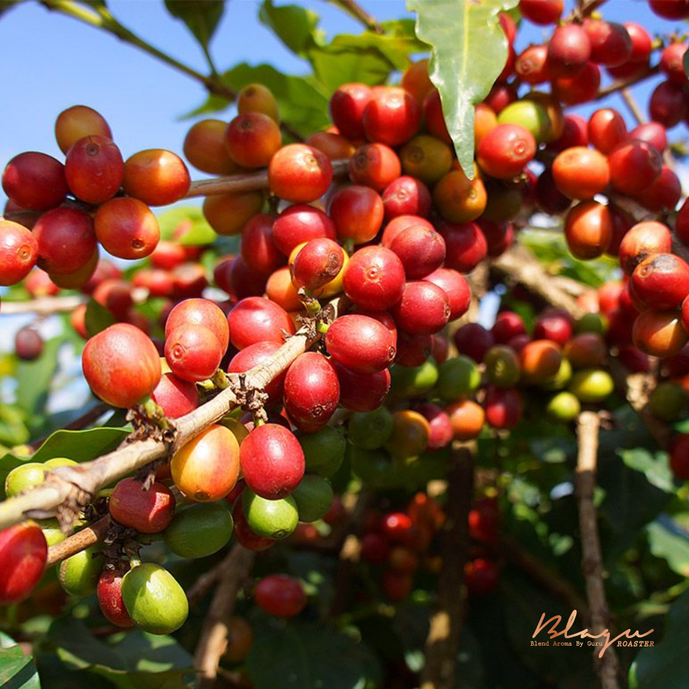 Hạt cà phê Kenya