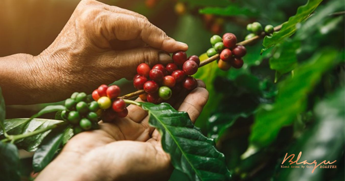 Hái chọn quả cà phê chín bằng tay