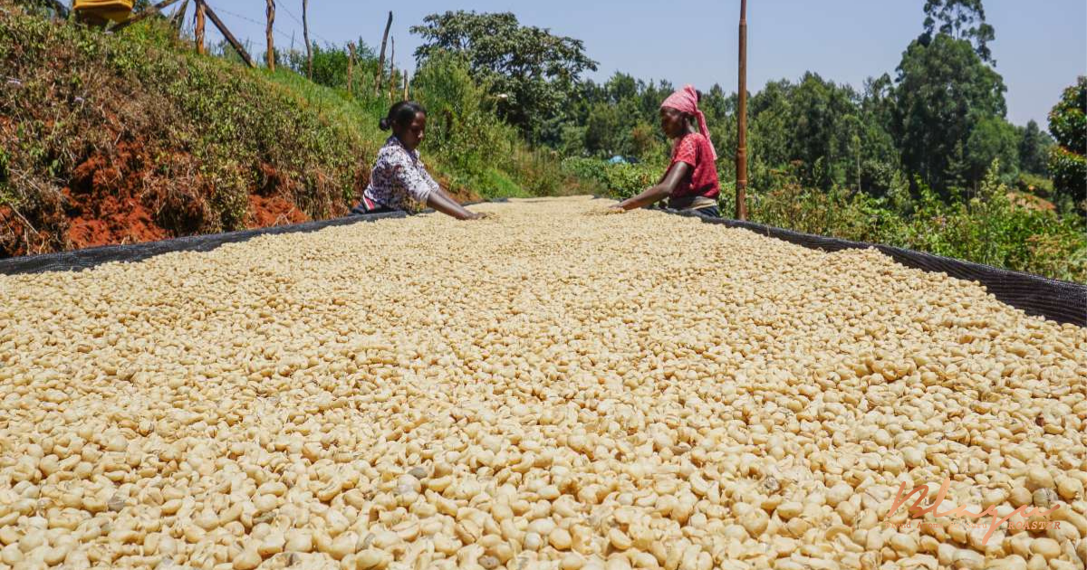 Kenya có 5 giống cà phê chính