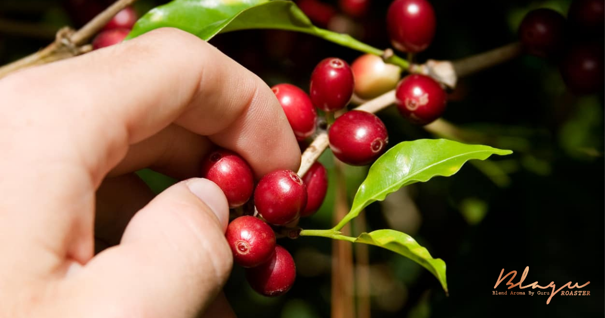 Lịch sử cà phê Costa Rica