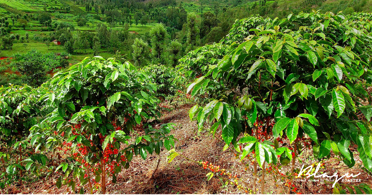 Nguồn gốc hạt cà phê Arabica