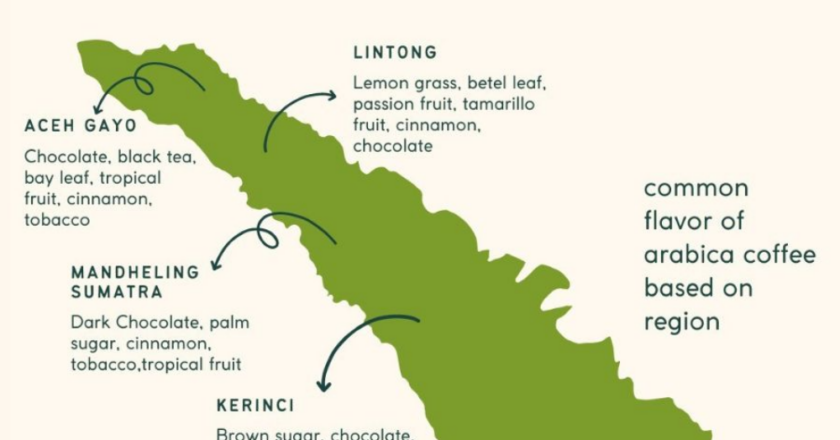 Cà phê Sumatra: vùng trồng, sơ chế giling basah và hương vị