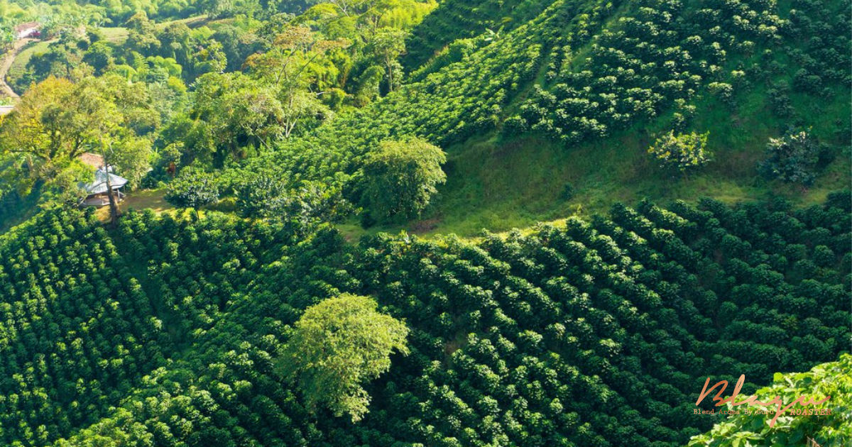 Vùng trồng cà phê nổi tiếng ở Ethiopia