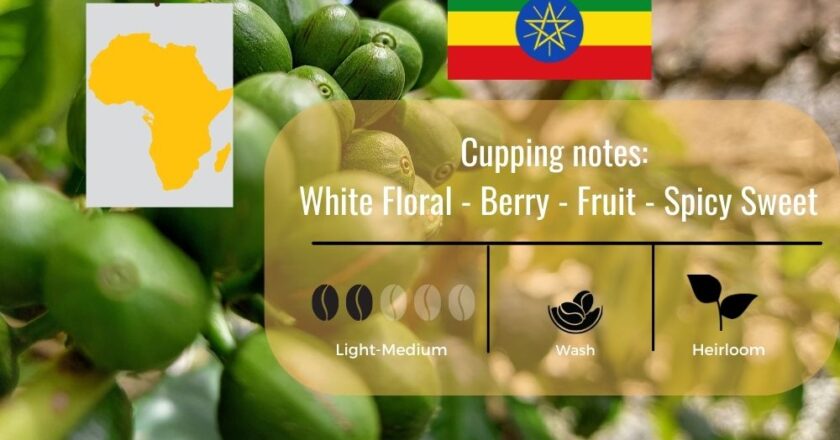 Khám phá hạt cà phê Blagu Roasted Bean Ethiopia Guji