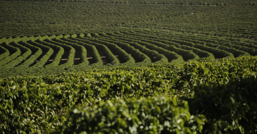 Khám Phá Cà Phê Nhân Xanh Brazil Cerrado