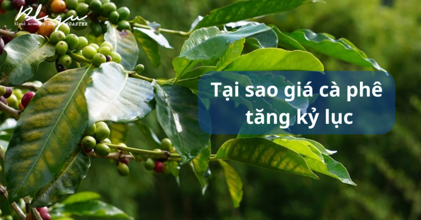 Tại sao giá cà phê lại tăng kỷ lục hơn 40 năm qua