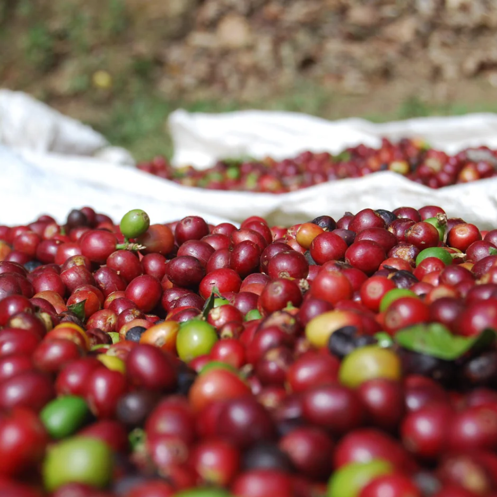 Blagu coffee Roaster 1000 x 1000 px 2024 12 17T120950.974