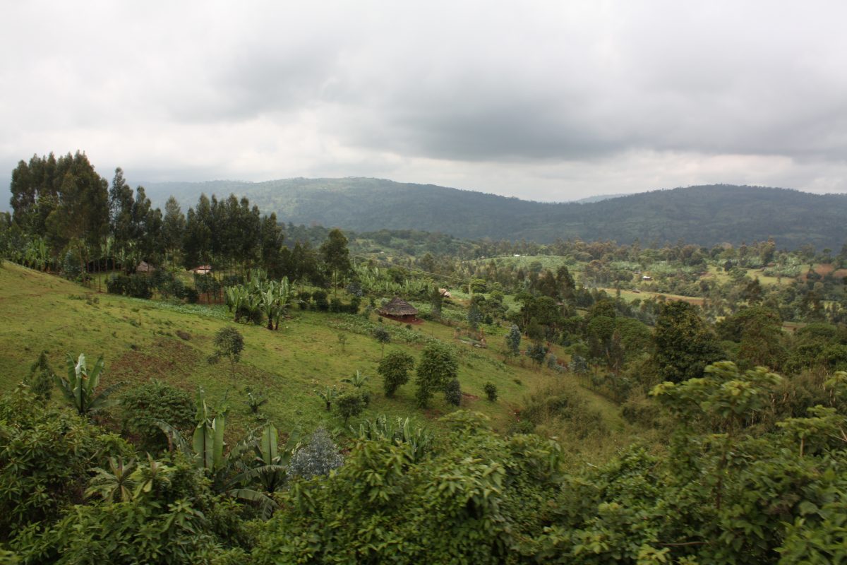 ca phe ethiopia visty 1 1200x800