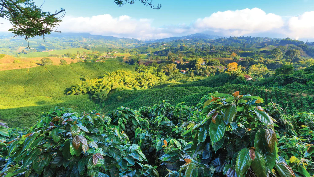 Nicarugua coffee