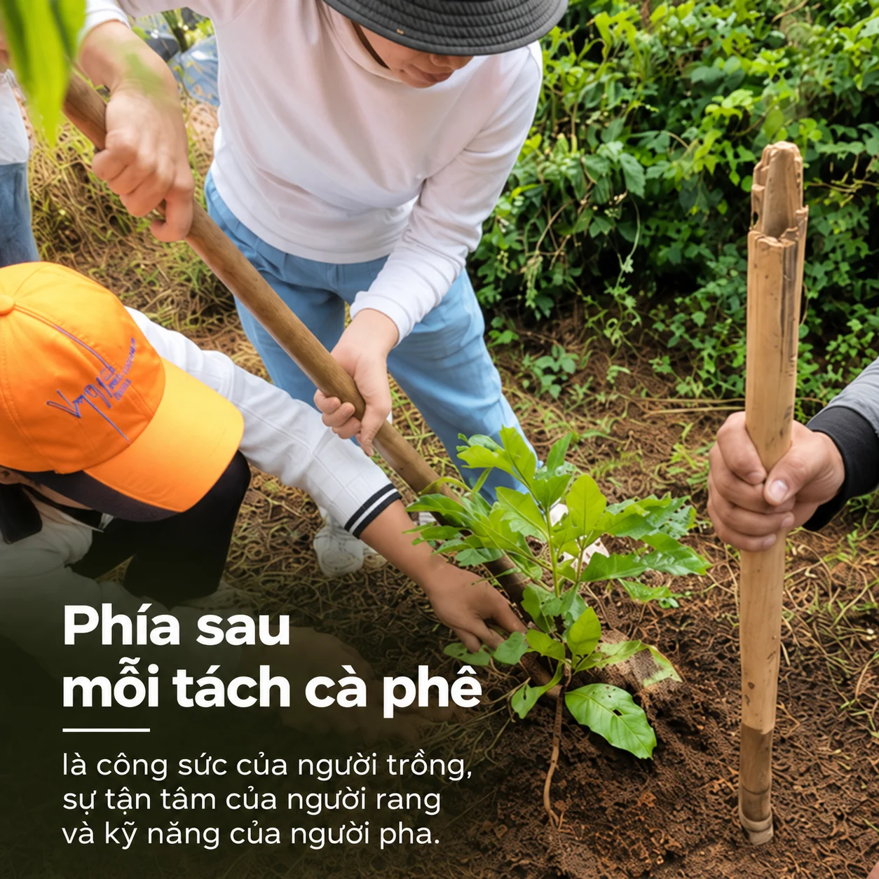 Người trồng cà phê chăm sóc cây con tại vùng nguyên liệu