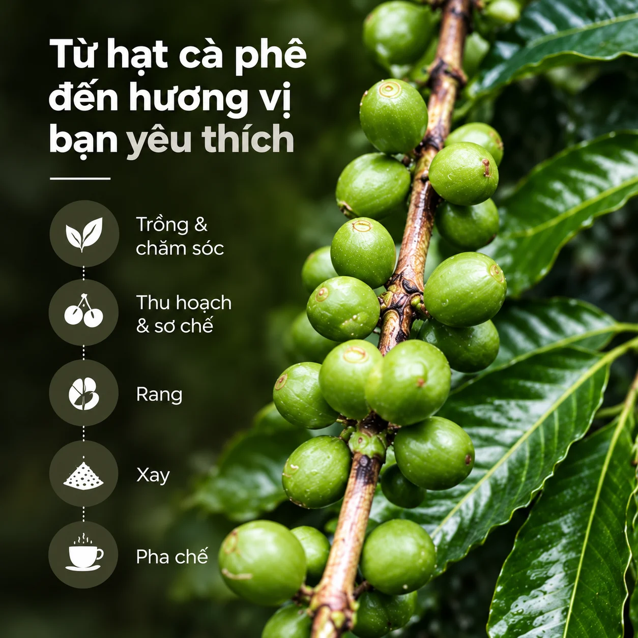 Hành trình từ hạt cà phê đến tách cà phê: trồng, thu hoạch, rang, xay và pha chế